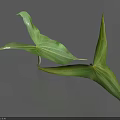 Fresh Green Plant With Arrow Shaped Leaves On Gray Background 3d model