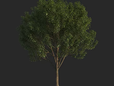 Lush Green Arbor with Dense Foliage and Strong Trunk in Natural Setting 3d model