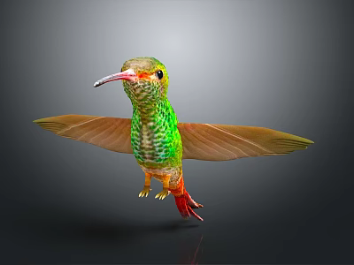 Flying Hummingbird With Green Body Yellow Orange Wings And Red Tail On Gray Background 3d model