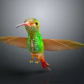 Flying Hummingbird With Green Body Yellow Orange Wings And Red Tail On Gray Background