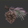 pine cone plant 3d model