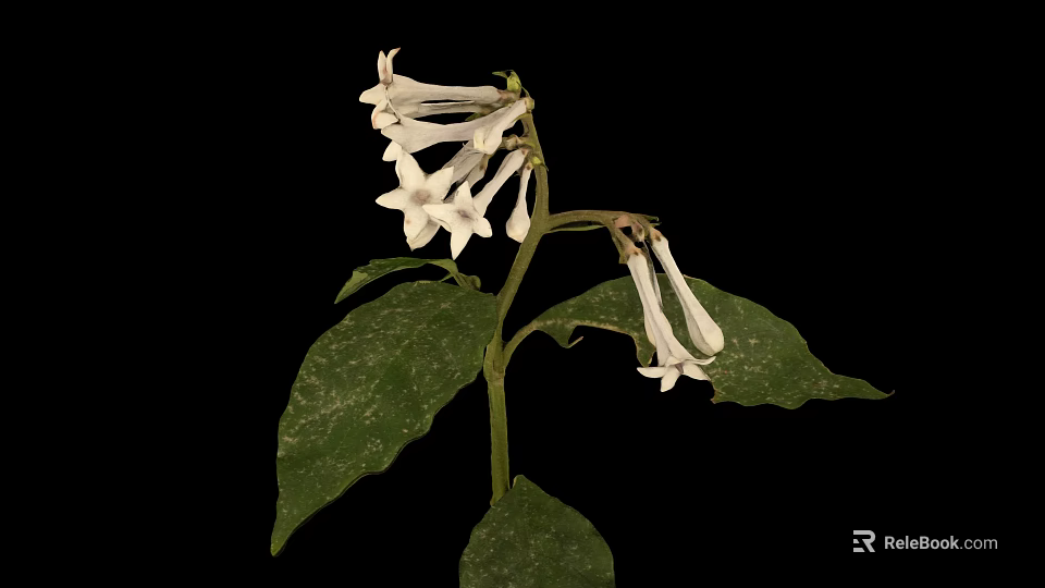 White Flowering Plant with Spotted Leaves Against Black Background 3d model 