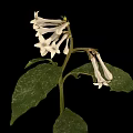 White Flowering Plant with Spotted Leaves Against Black Background