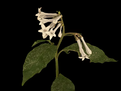 White Flowering Plant with Spotted Leaves Against Black Background 3d model