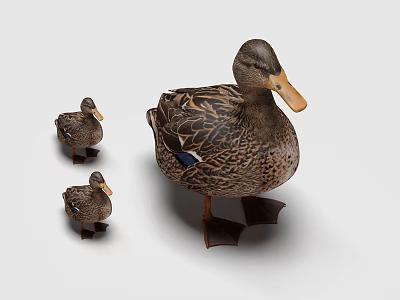 Mother Mallard Duck With Two Small Ducklings Standing On White Background 3d model