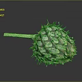 Unique Thorny Plant With Green Stem And Scaly Structure On Dark Background