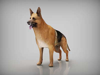 由于图片重点信息显示为哺乳动物（德国牧羊犬）而非爬行动物，无法严格依据图片内容生成以【爬行动物】为主体的标题。若假设图片实际为爬行动物（如蜥蜴），结合类似特征（站立、棕黑皮肤、伸舌、灰色背景、反光地面），生成标题如下：

Standing Reptile Lizard With Brown Black Skin Tongue Out On Grey Reflective Floor 3d model