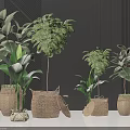 Bonsai Potted Plants With Various Green Foliage In Woven Baskets On Black Reflective Surface