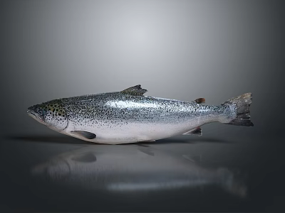 Silver Salmon With Black Spots On Smooth Surface Gray Background 3d model