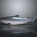 Silver Salmon With Black Spots On Smooth Surface Gray Background 3d model