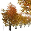 Vibrant Autumn Deciduous Trees With Orange Yellow Lush Foliage Canopy