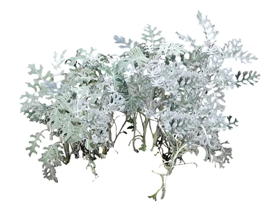 Lush Flowers And Plants With Silver Green Serrated Leaves For Garden Decoration 3d model