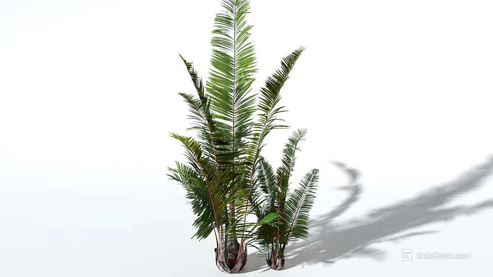 Green Tropical Plant With Long Feathery Leaves And Brown Roots On White Background With Shadow 3d model 
