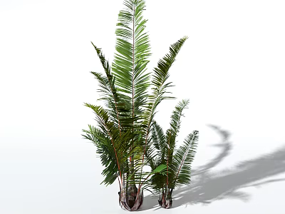 Green Tropical Plant With Long Feathery Leaves And Brown Roots On White Background With Shadow 3d model