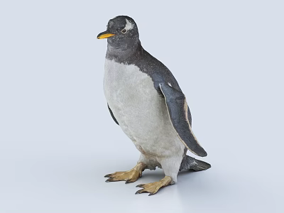 Penguin Animal Emperor Penguin 3d model