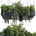 Hanging Basket Plants With Metal Frame And Lush Trailing Vines For Indoor Decoration