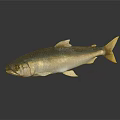 Realistic Silver Fish Side View With Shiny Scales On Dark Background