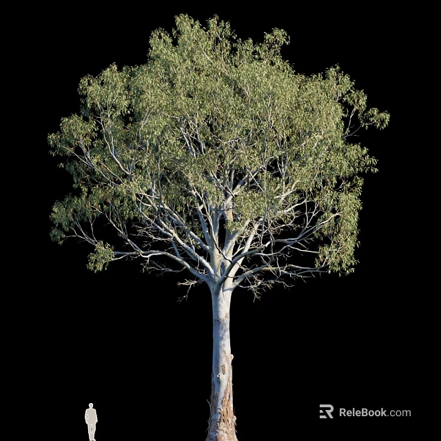 Tall Arbor With Green Foliage And White Trunk Isolated On Black Background 3d model 
