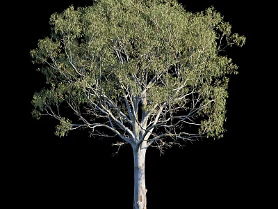 Tall Arbor With Green Foliage And White Trunk Isolated On Black Background 3d model