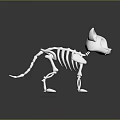 White Cat Skeleton Model 3D Rendered On Dark Background With Reflective Surface 3d model