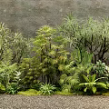 Various Green Plants And Flowers In Small Garden With Grey Wall And Stone Path