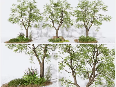 Arbor Trees With Lush Green Foliage Strong Trunks And Surrounding Grass Stones 3d model