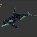 Orca Model Showcasing Black And White Markings With Tall Dorsal Fin