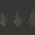 Detailed View of Natural Tree Roots with Intricate Branching Network Structures