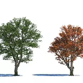Two Lush Arbor Trees With Green And Vibrant Orange Red Leaves