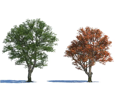 Two Lush Arbor Trees With Green And Vibrant Orange Red Leaves 3d model