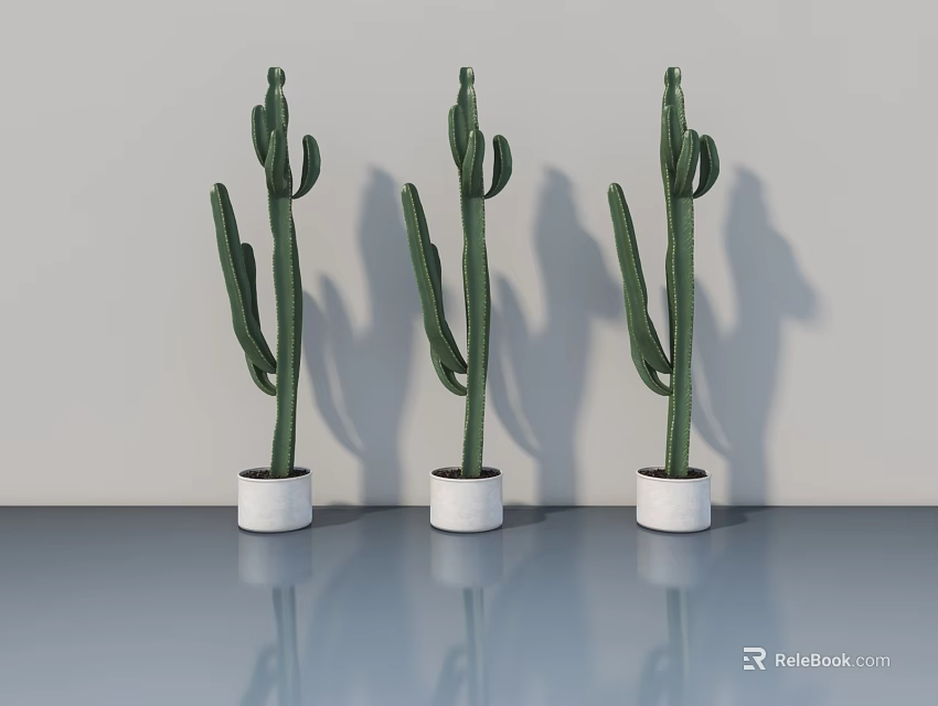 Three Green Cactus Plants In White Pots On Blue Glossy Floor With Gray Wall Background 3d model 