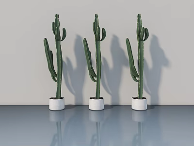 Three Green Cactus Plants In White Pots On Blue Glossy Floor With Gray Wall Background 3d model
