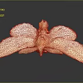 Mythical Bird Flower Hybrid Creature With Pink Petal Wings And Yellow Center