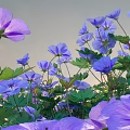 Vibrant Purple Flowers And Lush Green Leaves Blooming In Natural Outdoor Setting