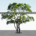 Lush Green Tree With Dense Foliage And White Wall Background Shade
