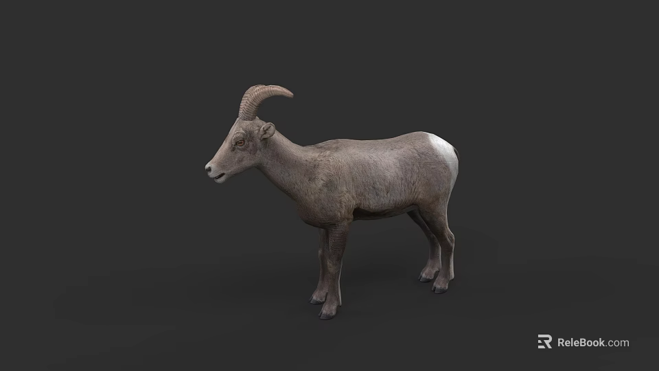 Gray Bighorn Sheep With Large Curved Horns Standing On Dark Background 3d model 