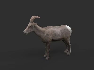 Gray Bighorn Sheep With Large Curved Horns Standing On Dark Background 3d model