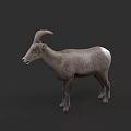 Gray Bighorn Sheep With Large Curved Horns Standing On Dark Background