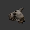 Natural Animal Skull With Horns Teeth And Detailed Bone Structure Displayed