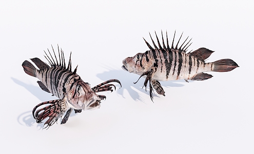 Modern Fish Aquatic Animals 3d model