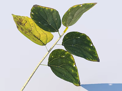 Green and Yellow Spotted Leaves Growing on a Slender Branch with Fresh Look 3d model