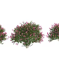 Arbor Trees With Lush Foliage And Dense Pink Flowers For Garden Landscaping
