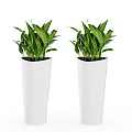 Two Potted Plants With Lush Green Leaves In White Tall Planters