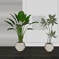 Indoor Potted Plants in White Pots on Wooden Tabletop with Gray Striped Wall and Panel