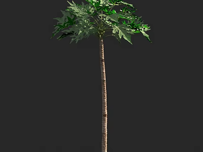 Tall Upright Arbor With Brown Trunk And Lush Green Leaves 3d model