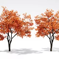 Two Arbor Trees With Lush Orange Autumn Leaves And Dark Trunks