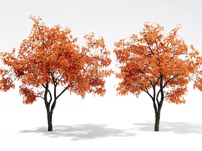 Two Arbor Trees With Lush Orange Autumn Leaves And Dark Trunks 3d model
