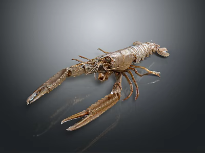 Fresh Seafood Lobster Close Up Isolated On Gray Background With Detailed Claws And Shell 3d model