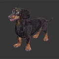 Black and Tan Dachshund Standing on Shiny Dark Background with Studio Lighting