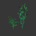 Two Green Plants with Feathery Leaves and Tall Leafy Structure on White Background